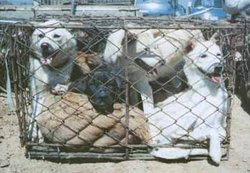 Caged Dogs KARA
